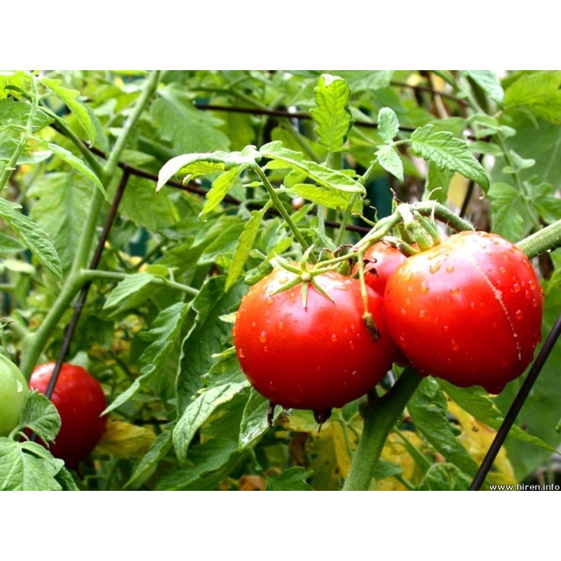 TOMATO ‘Homestead’|1 GALLON pot