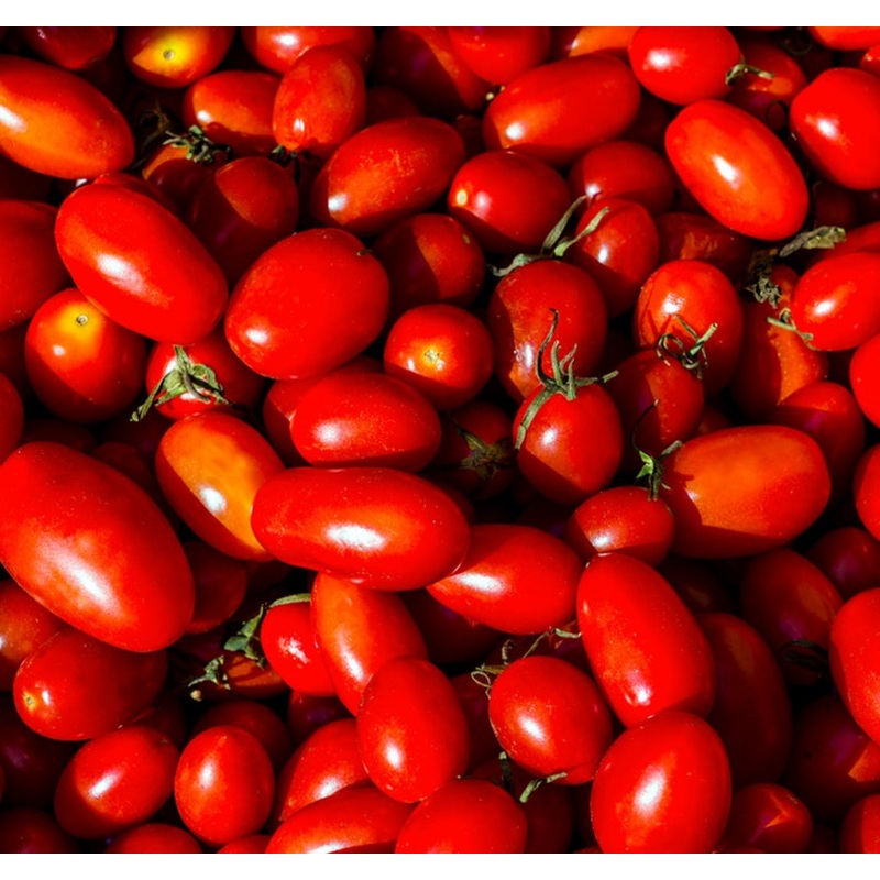 TOMATO ‘Honey Bunch’|4″ square pot