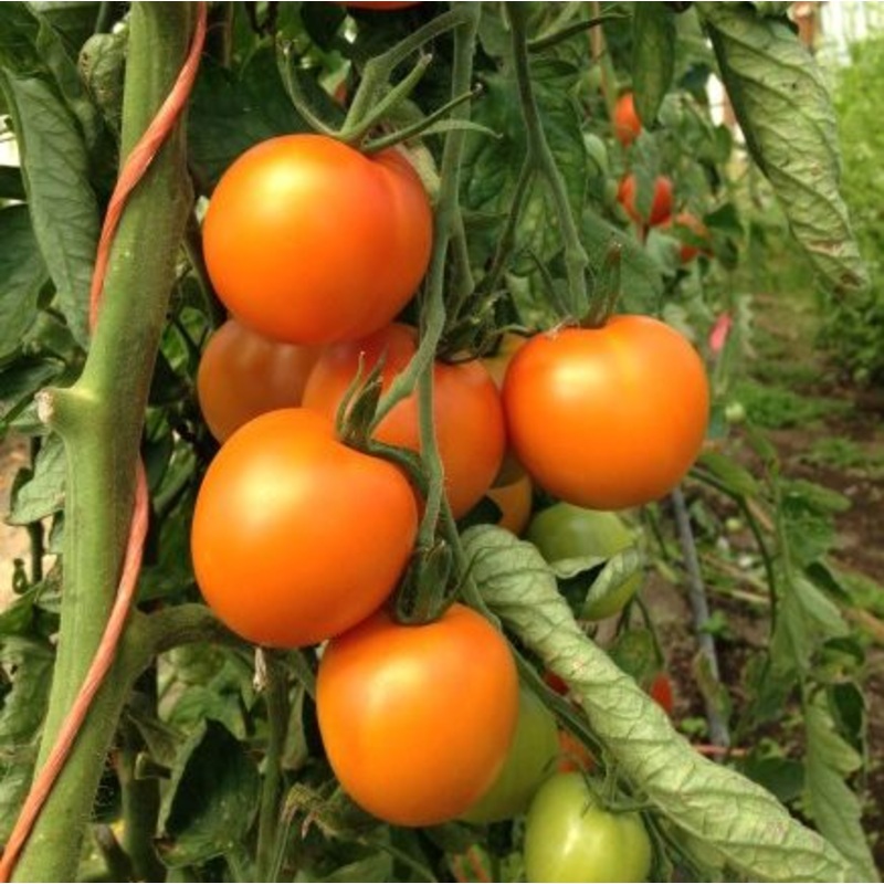 TOMATO ‘Jaune Flamme’|1 GALLON pot