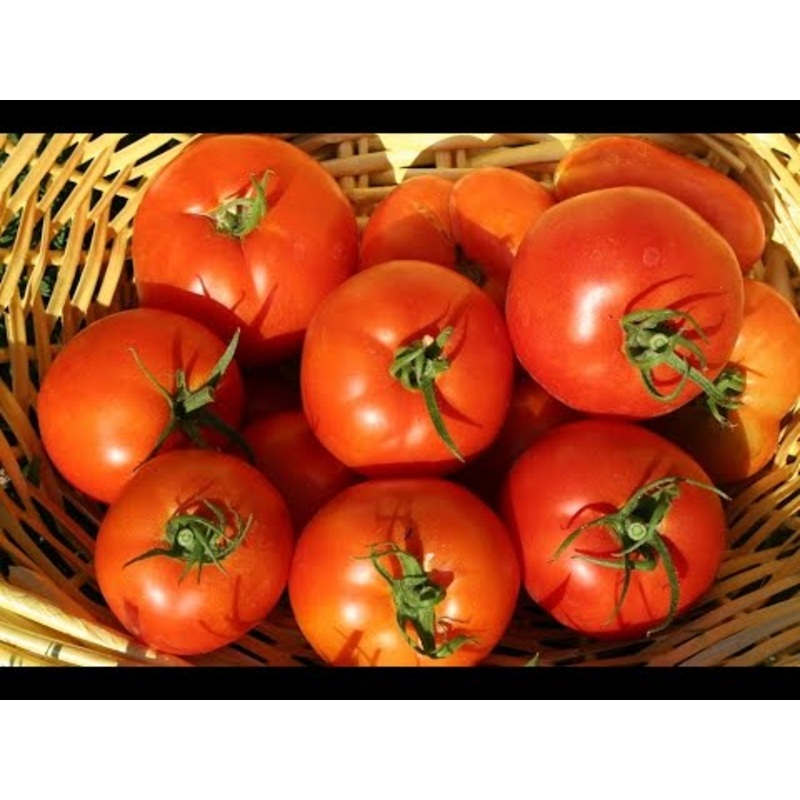 TOMATO ‘Jet Star’|4″ square pot