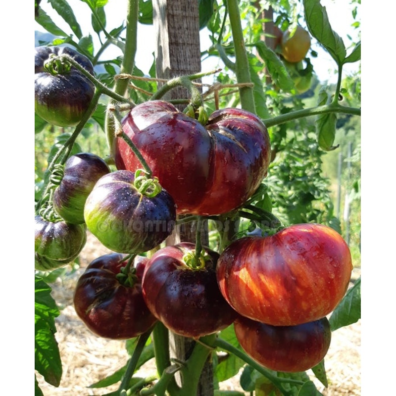 TOMATO ‘Lovely Lush’|1 GALLON pot