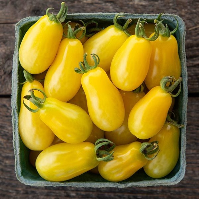 TOMATO ‘Moonbeam’|1 GALLON pot
