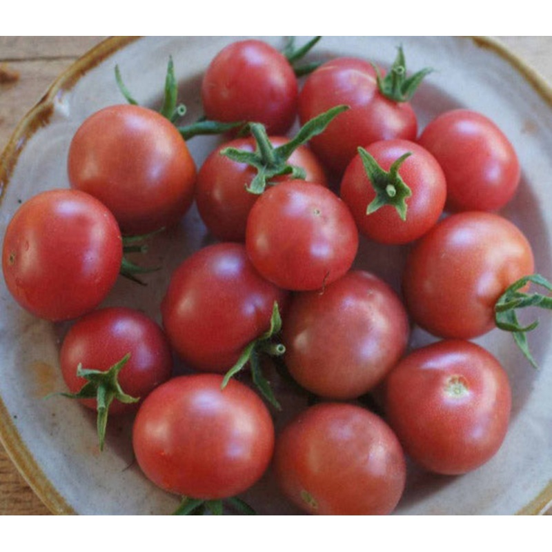 TOMATO ‘Napa Ros’|1 GALLON pot
