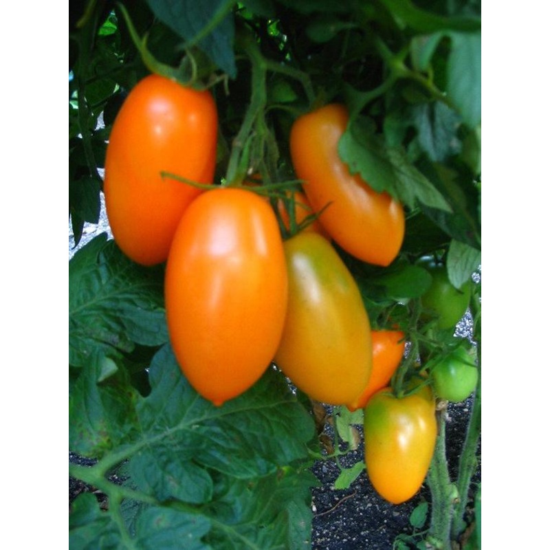 TOMATO ‘Orange Banana’|4″ square pot