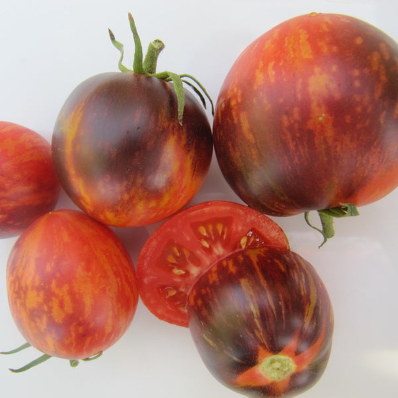 TOMATO ‘Persuasion’|4″ square pot