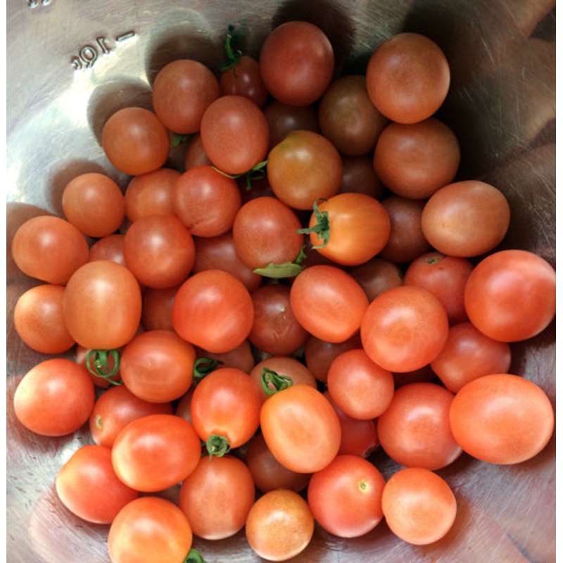 TOMATO ‘Pink Princess’|4″ square pot