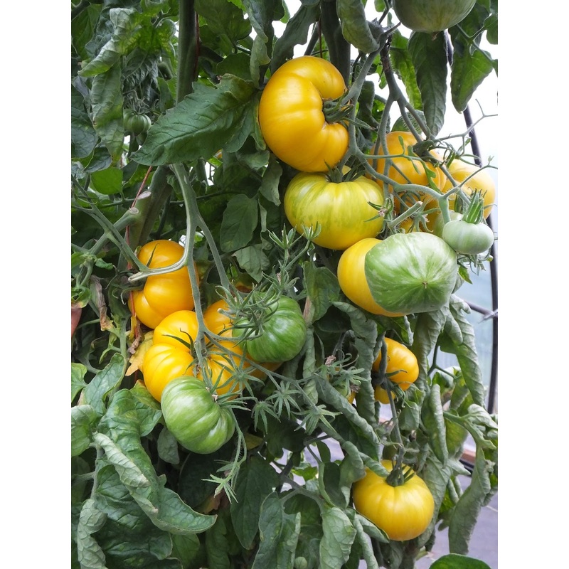 TOMATO ‘Pork Chop’|4″ square pot