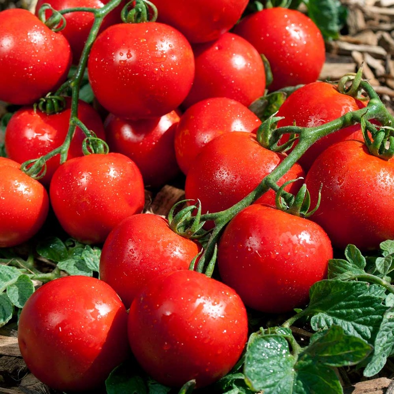 TOMATO ‘Premio’|4″ square pot