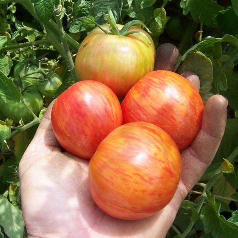 TOMATO ‘Red Boar’|4″ square pot