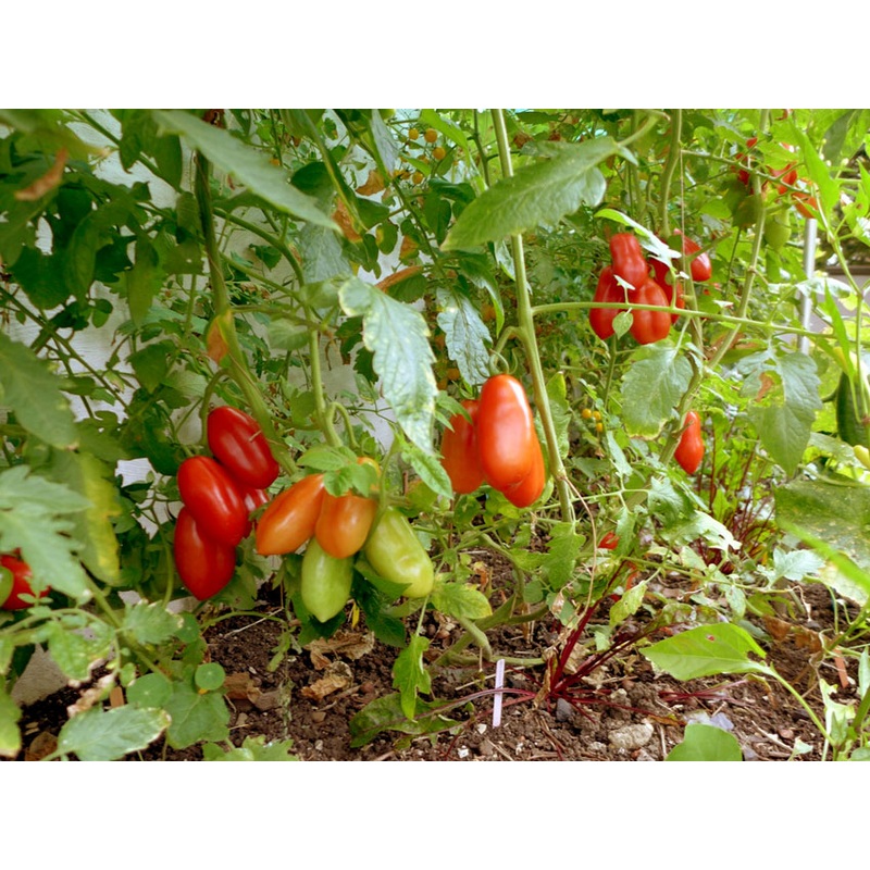 TOMATO ‘Roma VF Paste’|4″ square pot