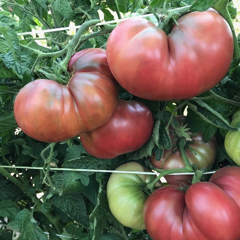 TOMATO ‘Rosella Purple’|4″ square pot