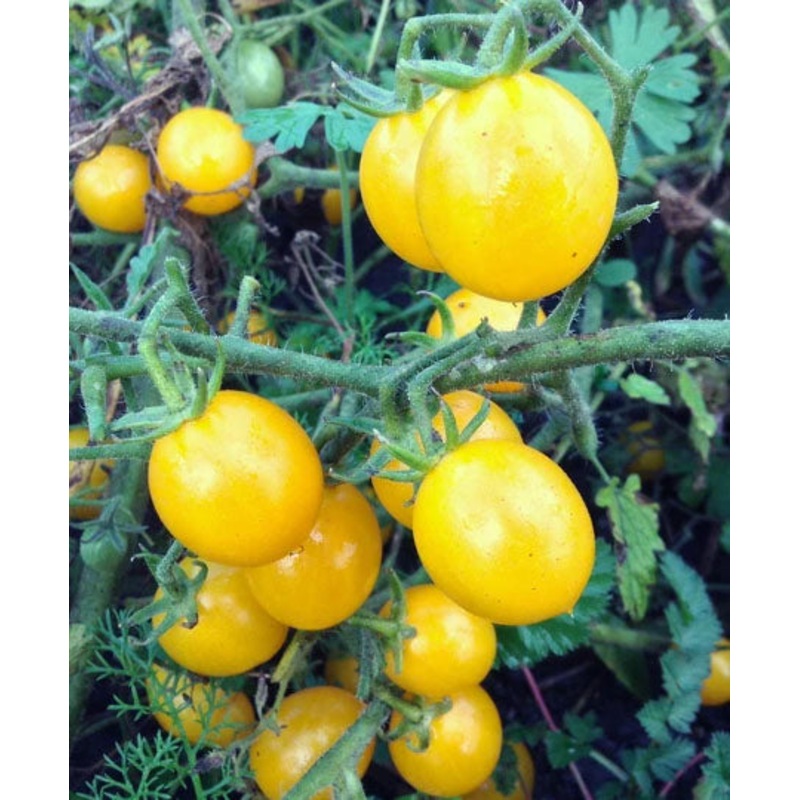 TOMATO ‘Sara’s Galapagos’|4″ square pot