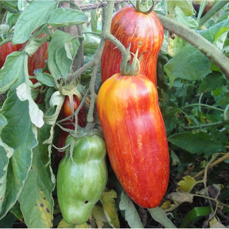 TOMATO ‘Speckled Roman’|1 GALLON pot