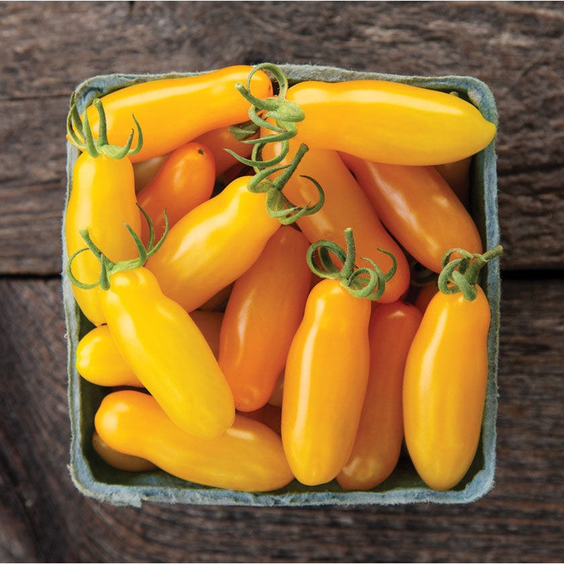 TOMATO ‘Starlight’|4″ square pot