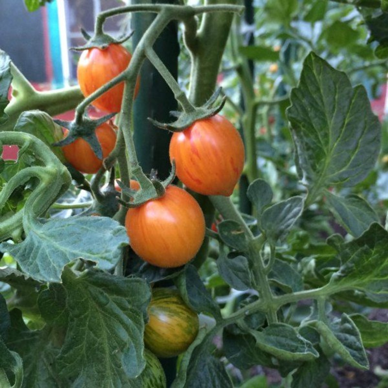 TOMATO ‘Sunrise Bumblebee’|1 GALLON pot