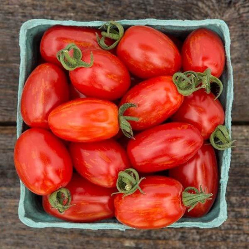 TOMATO ‘Supernova’|4″ square pot
