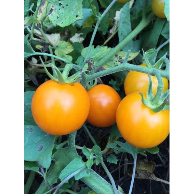 TOMATO ‘Sweet Cherry Rainbow’|4″ square pot