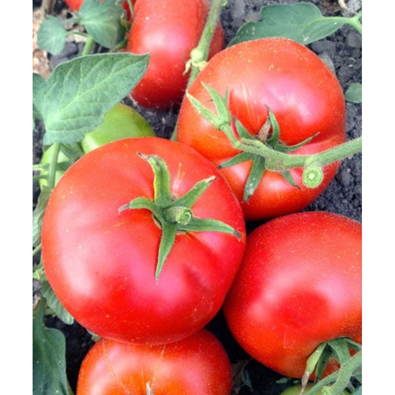 TOMATO ‘Talent’|4″ square pot