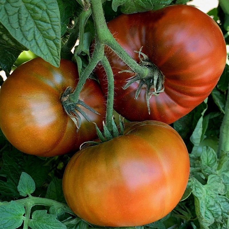 TOMATO ‘Tasmanian Chocolate’|4″ square pot