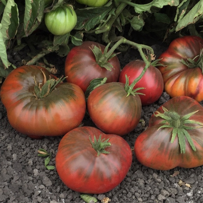 TOMATO ‘Weaver’s Black Brandywine’
