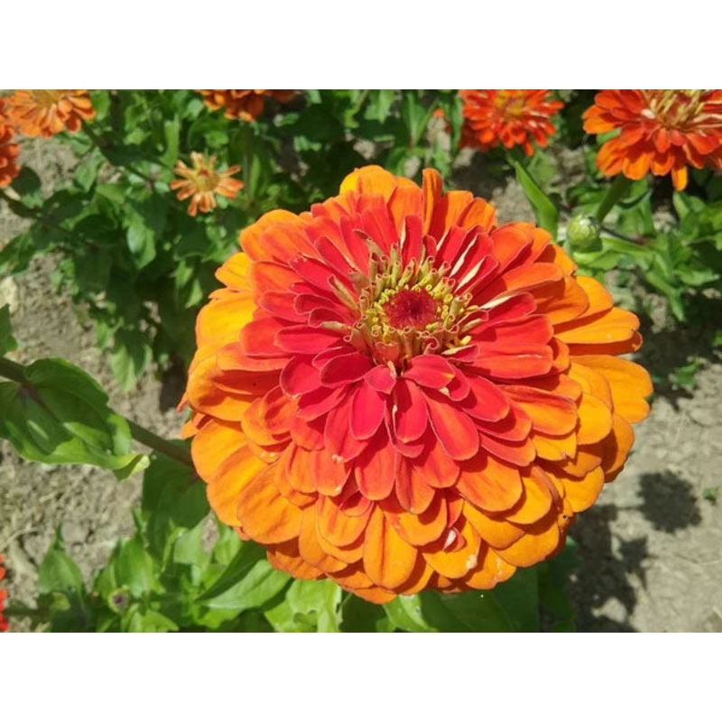 ZINNIA ‘Orange’|4″ square pot
