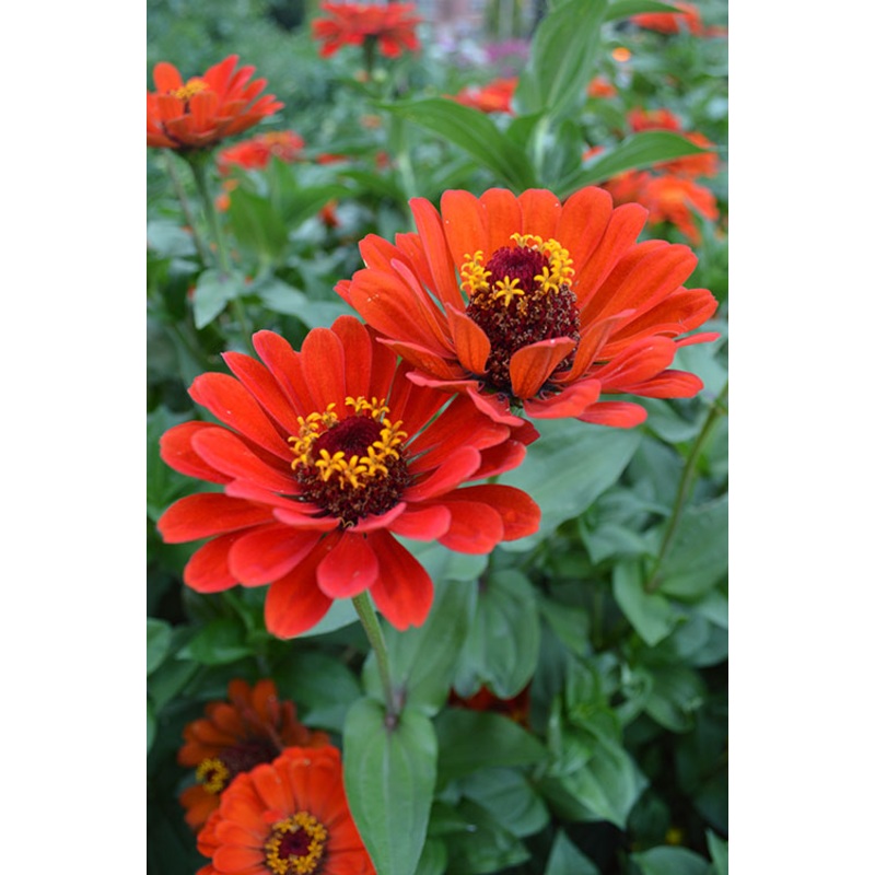 ZINNIA ‘Red Beauty’|4″ square pot