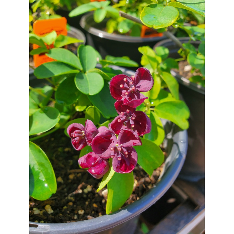 Akebia quinata –Chocolate Vine–