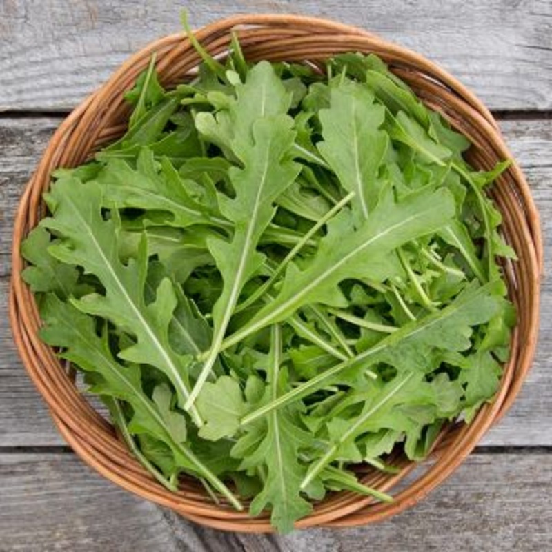 ARUGULA ‘Esmee’ –Eruca vesicaria–