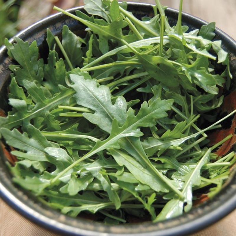 ARUGULA ‘Grazia’ –Eruca vesicaria–