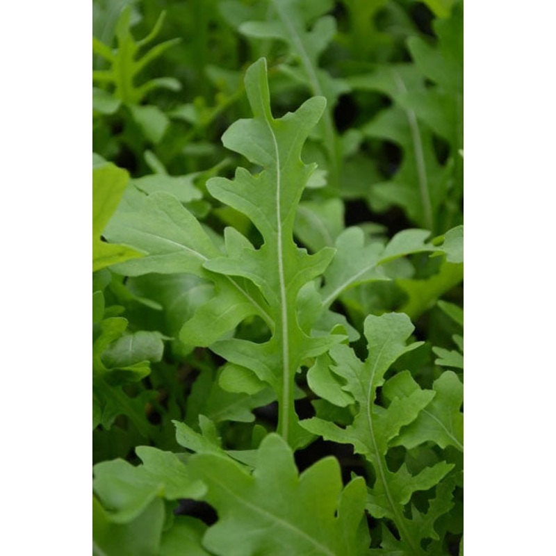 ARUGULA ‘Torino Perennial’ –Diplotaxis tenuifolia–