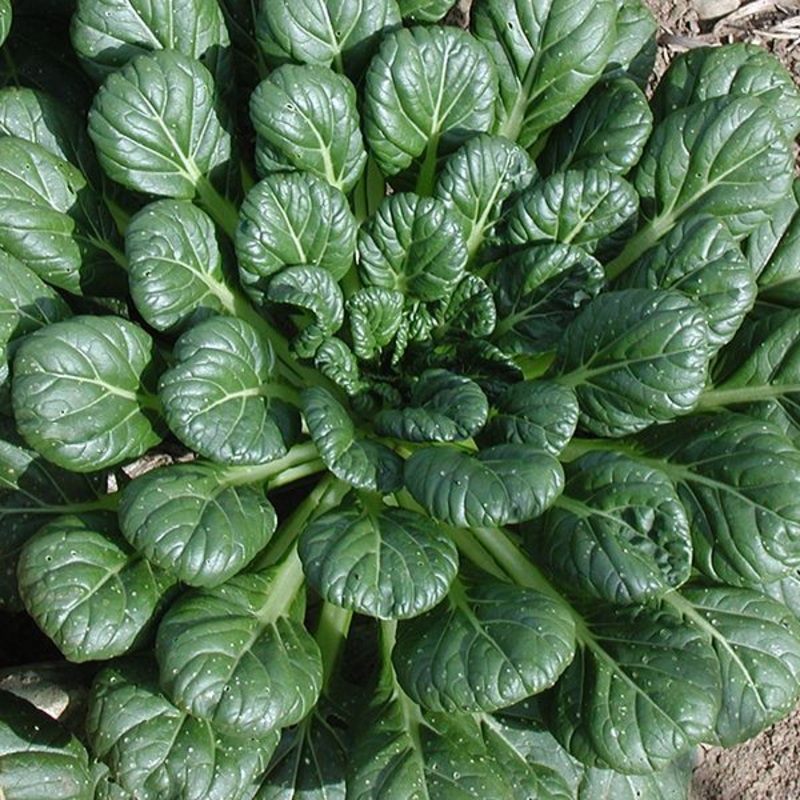 ASIAN GREENS ‘Tat Soi’|4″ square pot