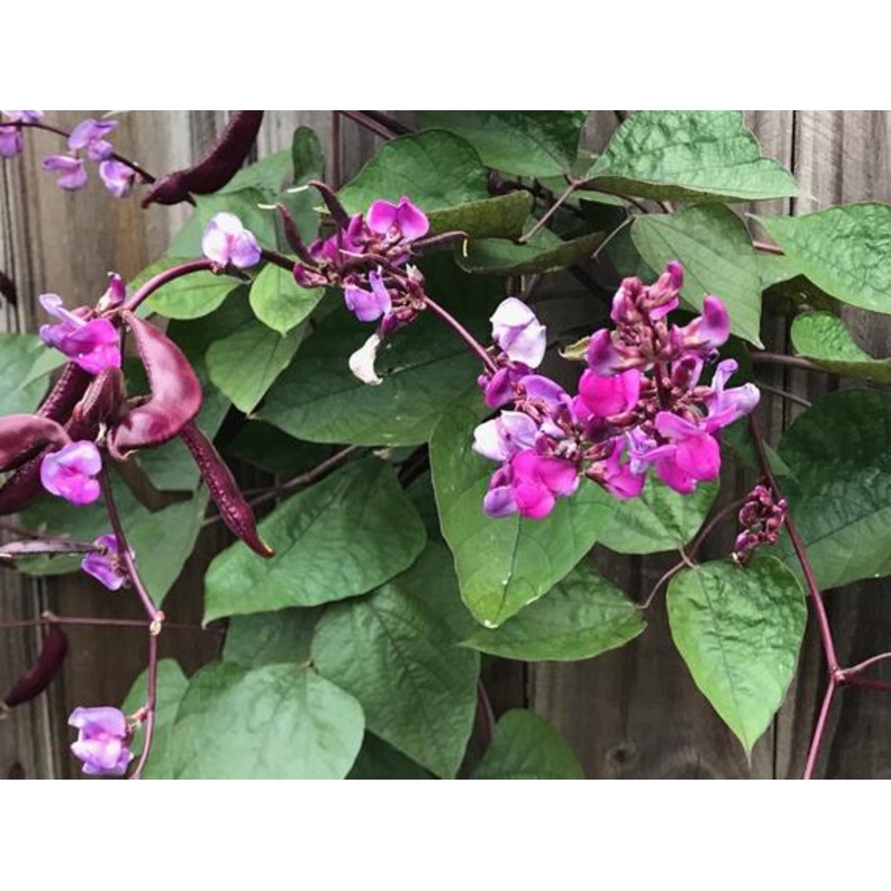 BEAN ‘Red-Leaved Hyacinth’|4″ square pot