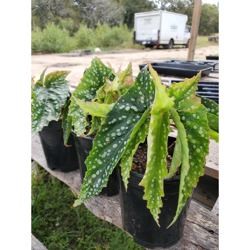 Begonia ‘My Special Angel’|1 quart round pot