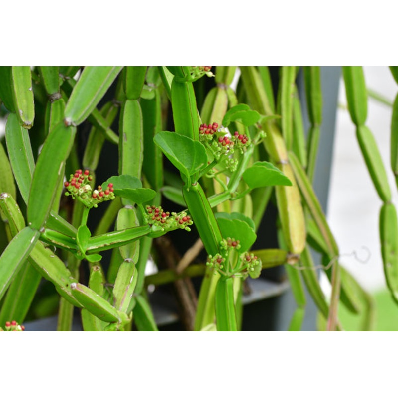 BONE SETTER –Cissus quadrangularis–