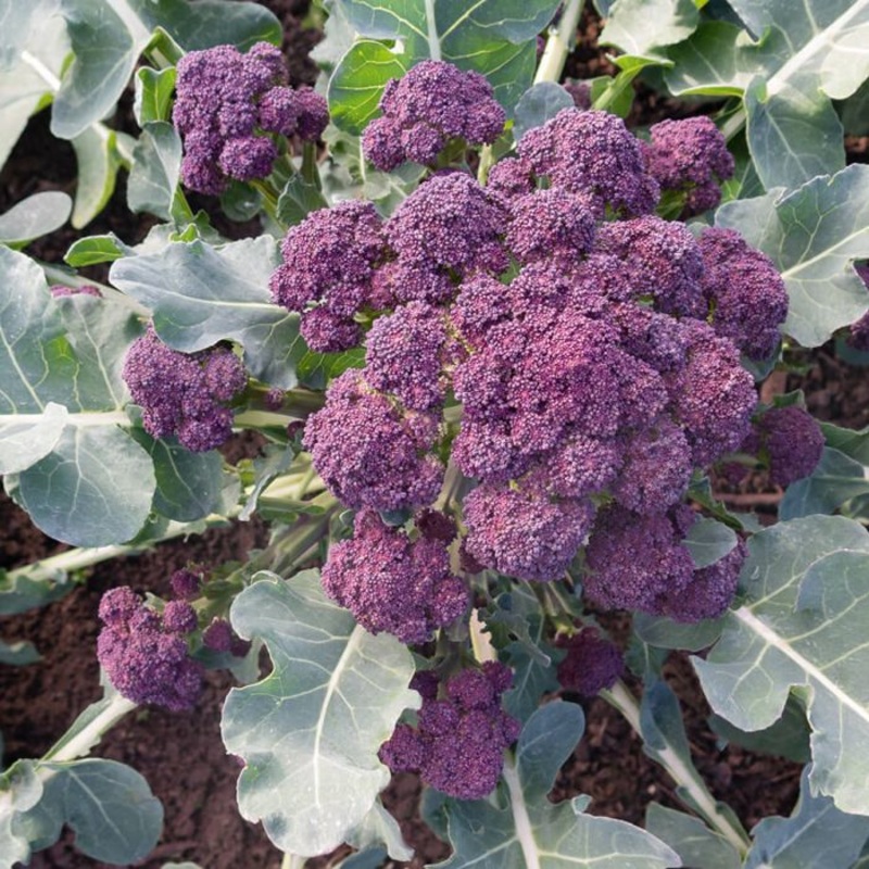 BROCCOLI ‘Burgundy Sprouting’|4″ square pot