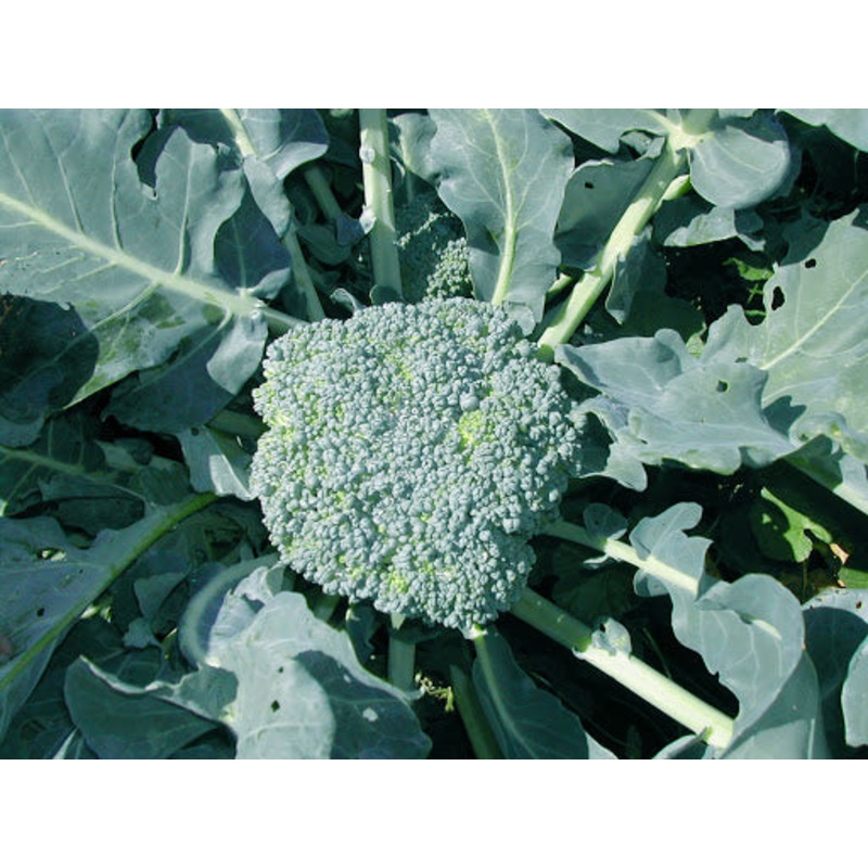 BROCCOLI ‘Green King’|4″ square pot