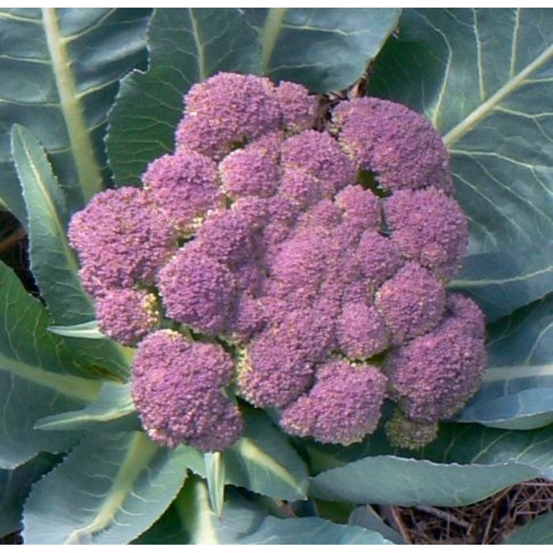 BROCCOLI ‘Rosalind’|4″ square pot