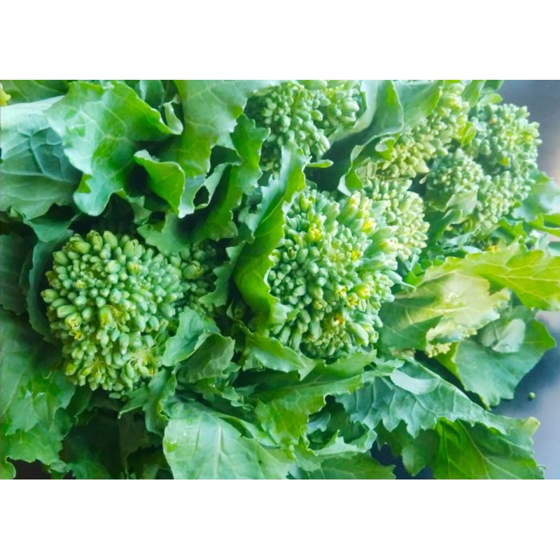 BROCCOLI ‘Spring Raab Rapini’|4″ square pot