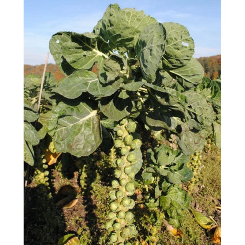 BRUSSELS SPROUT ‘Elite’|4″ square pot