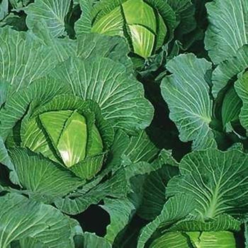 CABBAGE ‘Bartolo’|4″ square pot