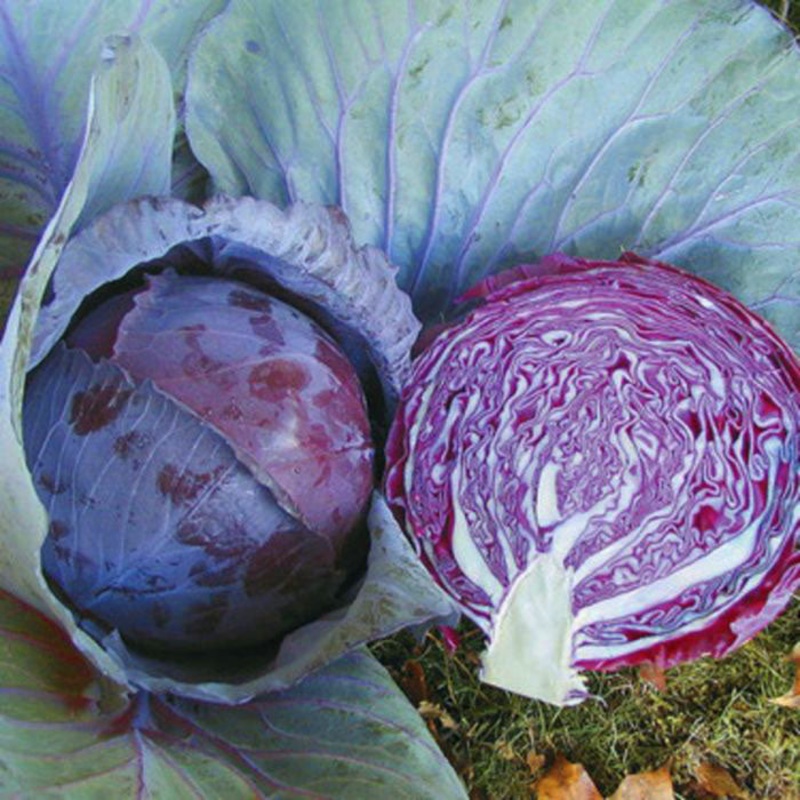 CABBAGE ‘Buscaro’|4″ square pot