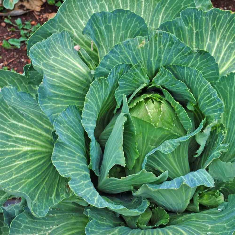 CABBAGE ‘Early Jersey Wakefield’