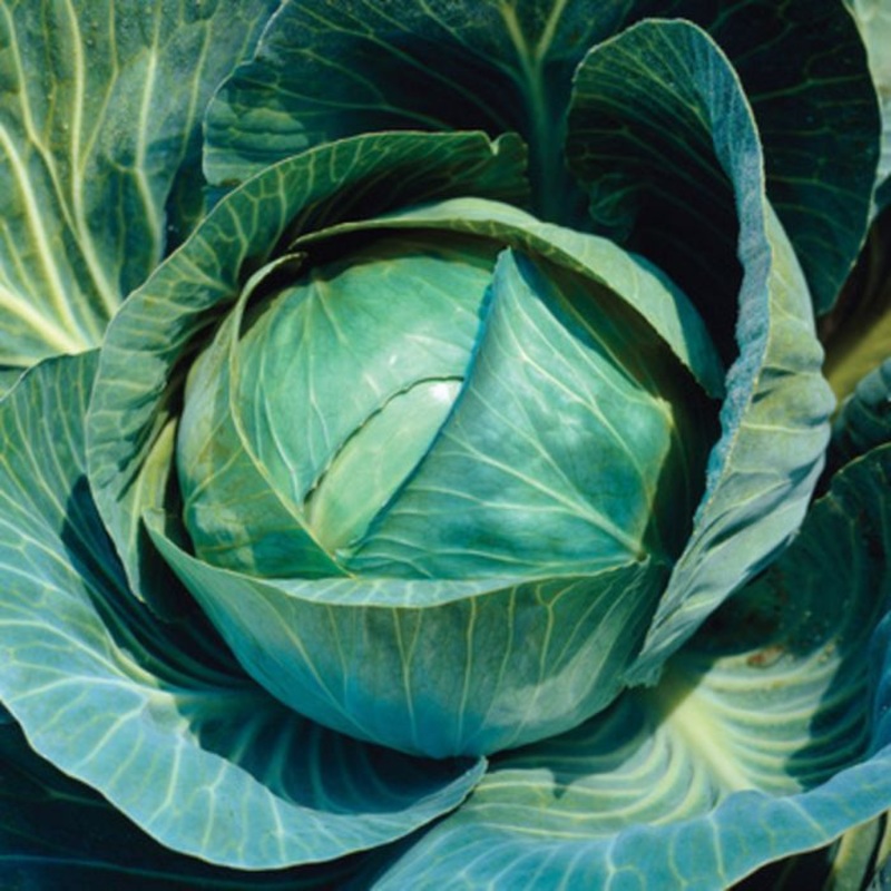CABBAGE ‘Farao’|4″ square pot
