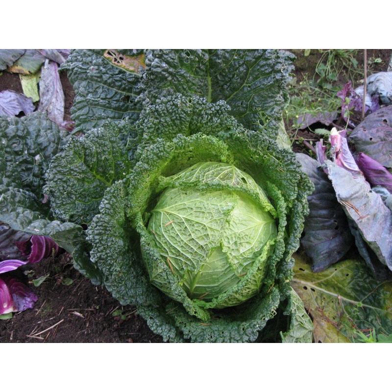 CABBAGE ‘Frigga Savoy’|4″ square pot