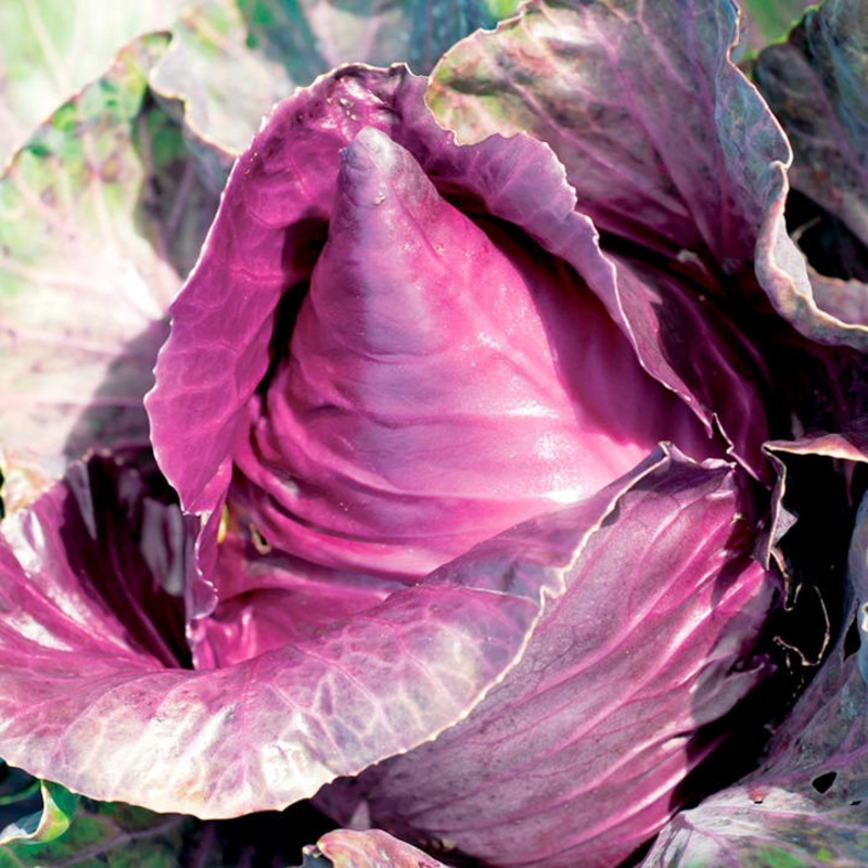 CABBAGE ‘Kalibos’|4″ square pot