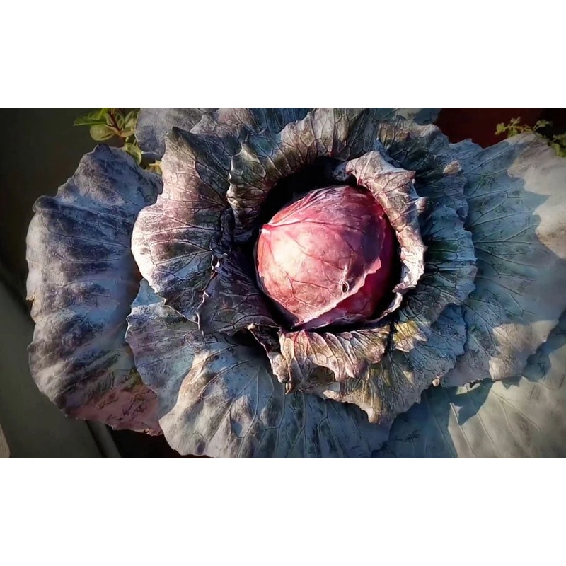 CABBAGE ‘Mammoth Red Rock’|4″ square pot
