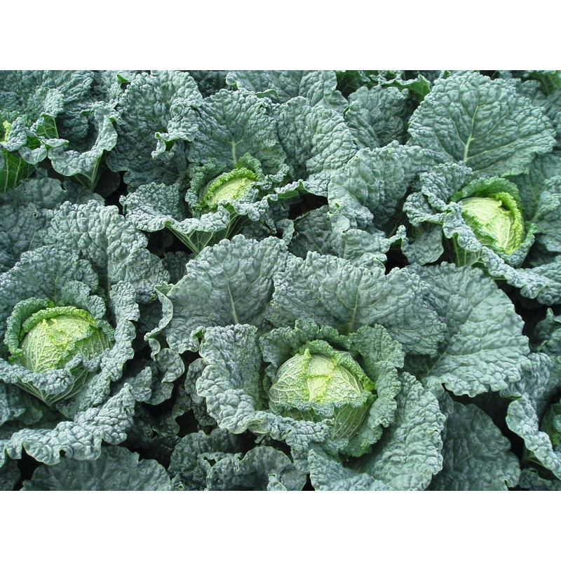 CABBAGE ‘Melissa Savoy’|4″ square pot
