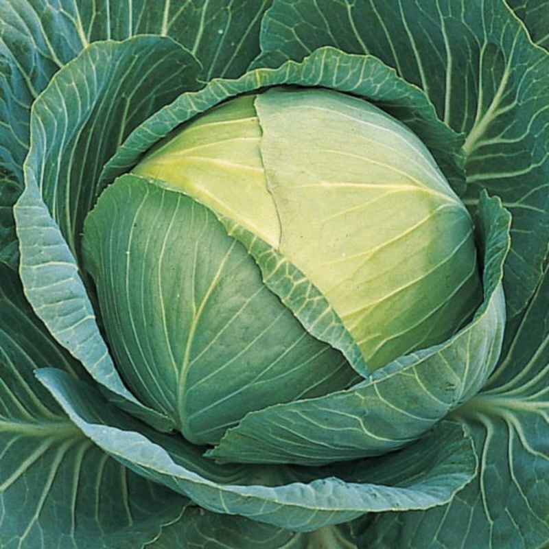 CABBAGE ‘Passat’|4″ square pot
