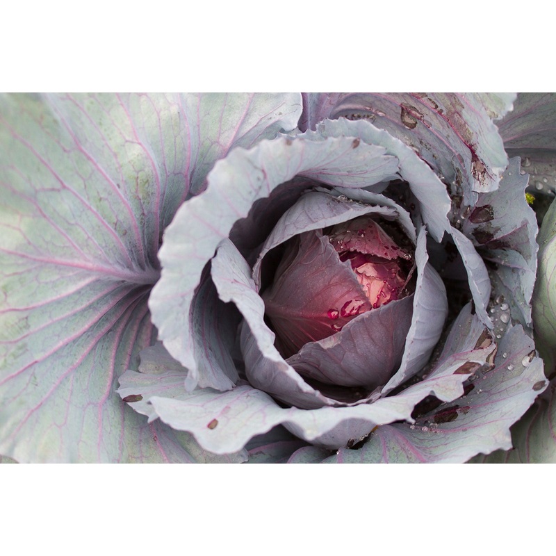 CABBAGE ‘Ruby Perfection’|4″ square pot