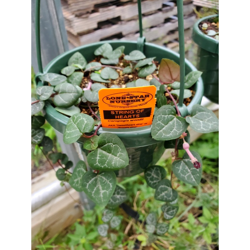 Ceropegia woodii –String of Hearts–